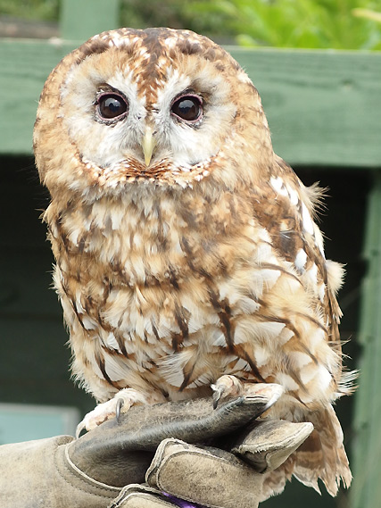 Uiltje Screech Owl Sanctuary, Cornwall