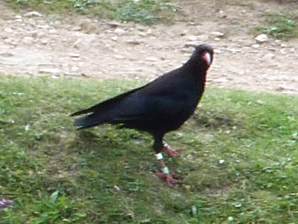 chough, de nationale vogel van Cornwall