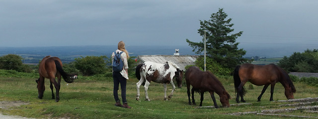 pony's, Bodmin Moor, Cornwall