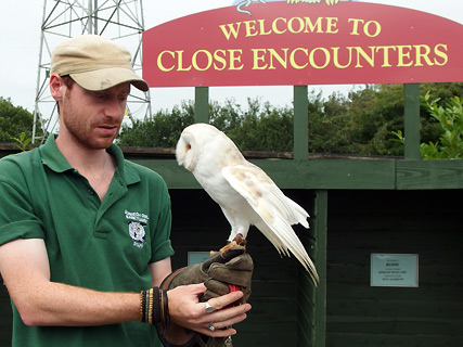 Close encounters Screech Owl Sanctuary, Cornwall