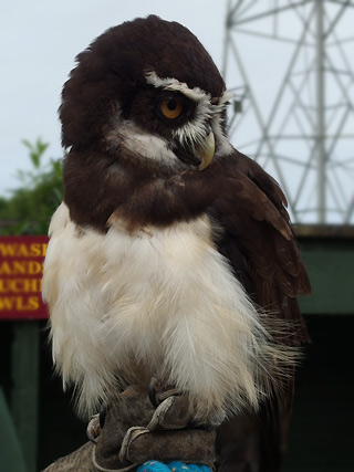 Uilen aaien in Screech Owl Sanctuary, Cornwall